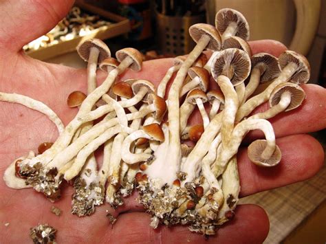 The Role of Magic Mushroom Spores in Sustainable Agriculture in Canada